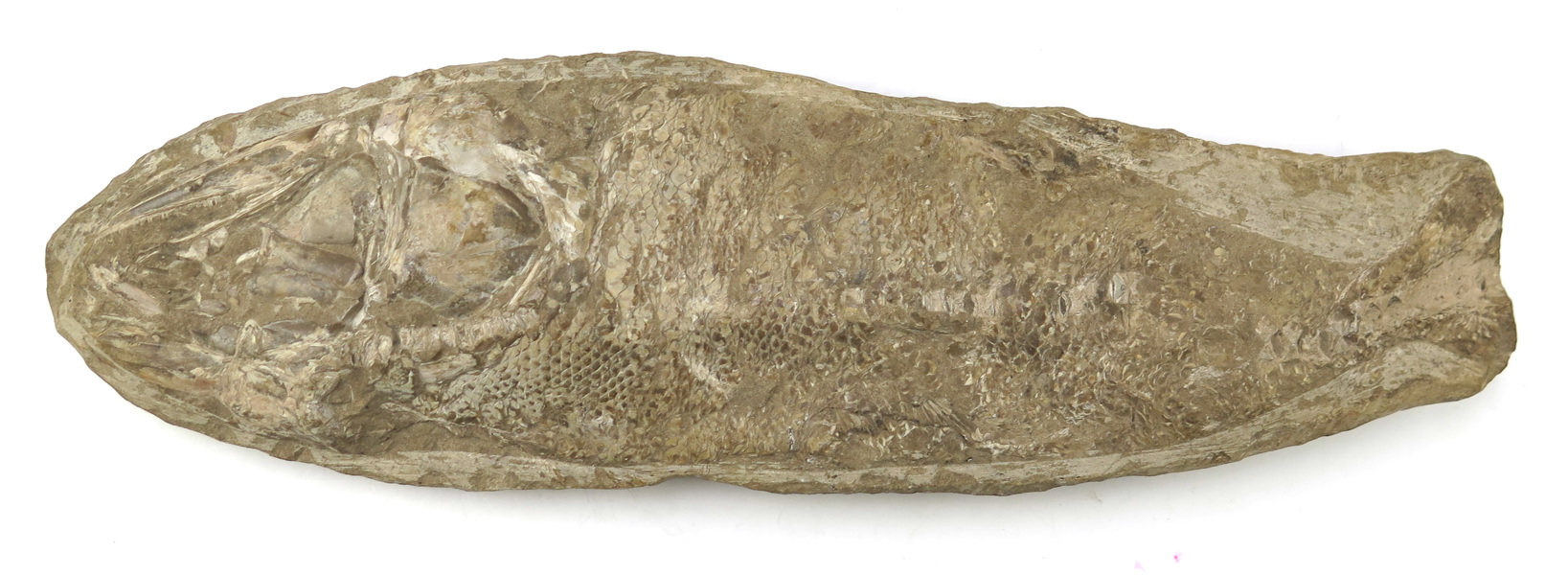 Fossil, oidentifierad fiskart, _14169a_lg.jpeg