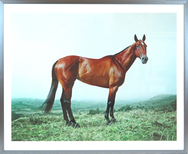 Okänd engelsk fotograf, cibachrome(?), hästporträtt, _1615a_8d845d0071ebcf3_lg.jpeg