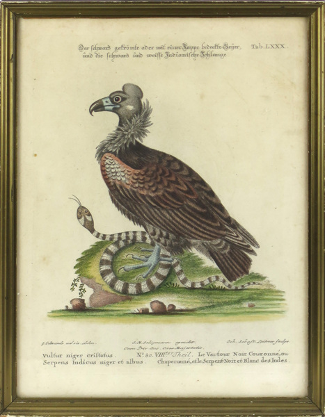 Seligmann, Johann Georg, kopparstick, handkolorerat, _17391a_lg.jpeg