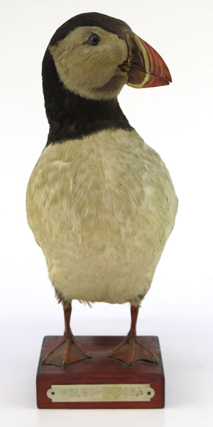 Trofé, uppstoppad lunnefågel (Fratercula arctica) på sockel, _18600a_8da237751f93fe2_lg.jpeg