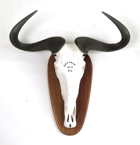 Trofe, monterad Wildebeest antilop, daterad 2010, Omujeve, höjd 68 cm