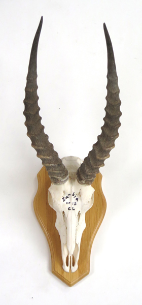 Trofe, monterad Pukuantilop, daterad 2012, Zambia, höjd 64 cm