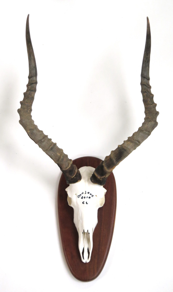 Trofe, monterad Impala, daterad 2010, Omujeve, höjd 68 cm