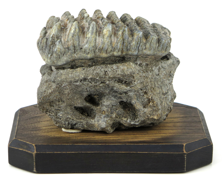 Fossil mammuttand, höjd 12 cm