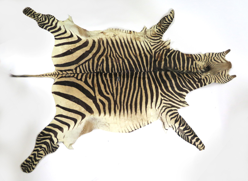 Trofé, Zebrafäll (Hippogritis), längd ca 290 cm