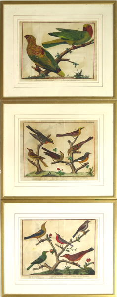 Martinet, Francois Nicholas, kopparstick, 3 st, handkolorerade, fåglar, ur "Histoire Naturelle Des Oiseaux, by George Louise Marie Leclerc, Comte de Buffon", 15 x 32 cm