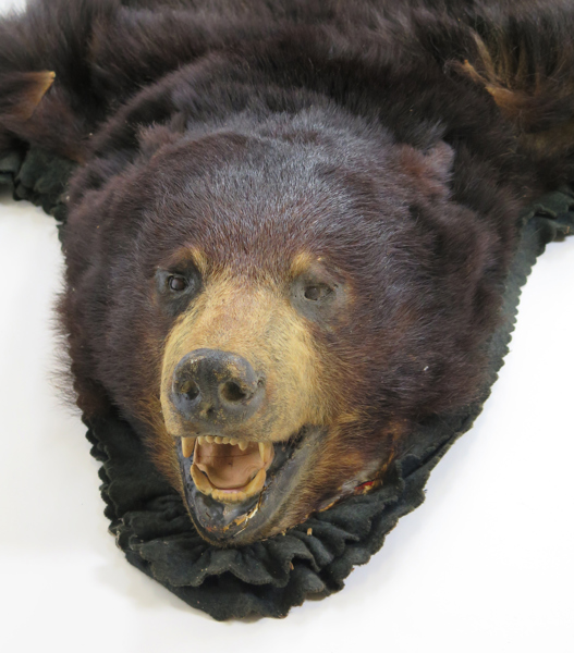 Trofé, fäll med uppstoppat huvud, svartbjörn (Ursus Americanus - omfattas ej av CITES), l 182 cm, ramar med skador