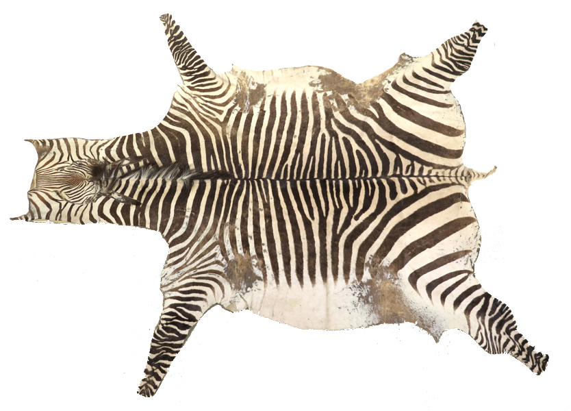 Trofé, Zebrafäll (Hippogritis), längd ca 260 cm, slitage